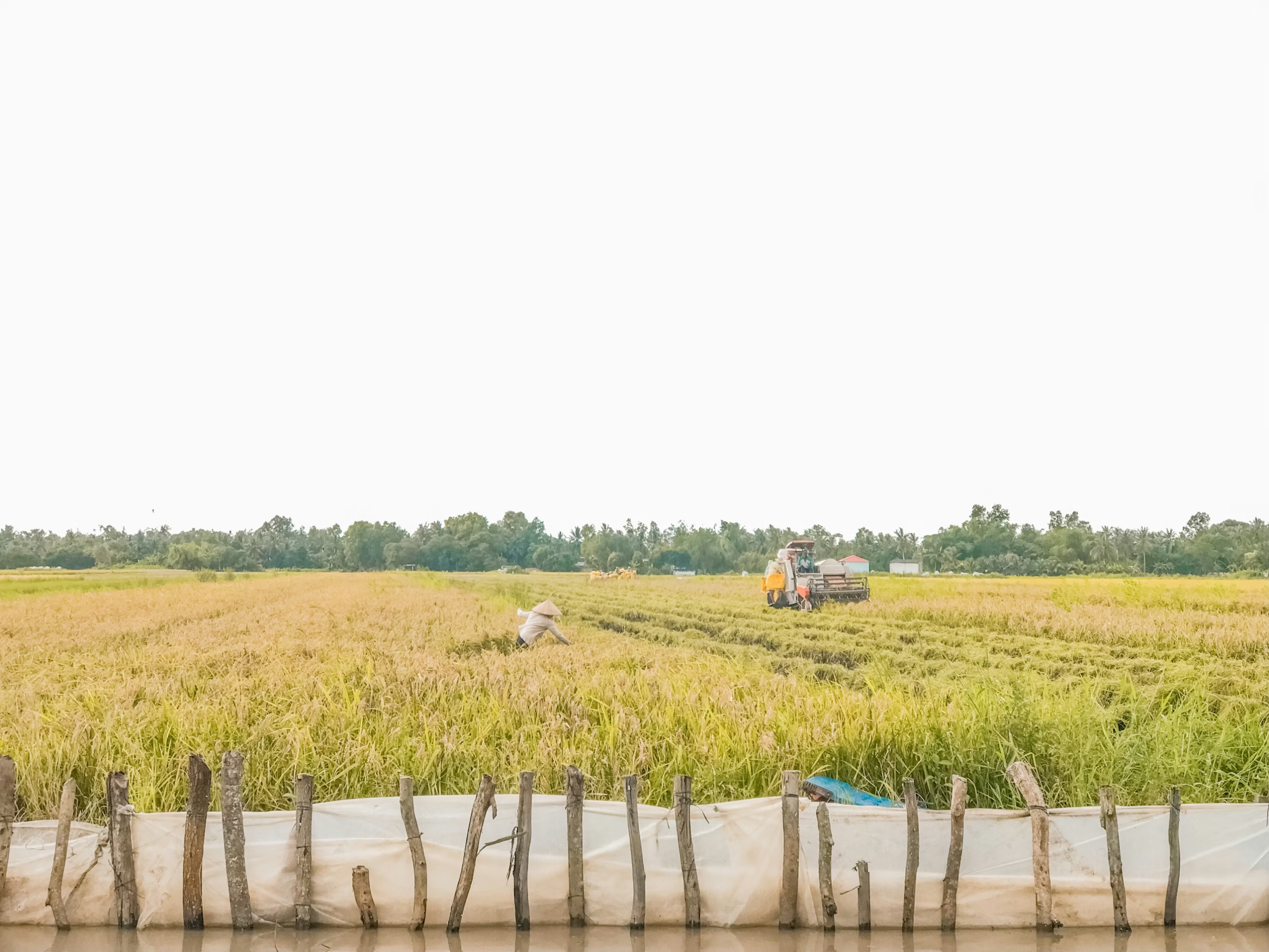 Vietnamese Rice Fields